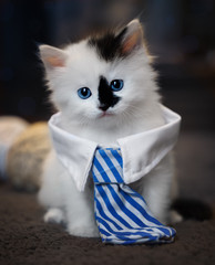 White collar kitten © jdross75