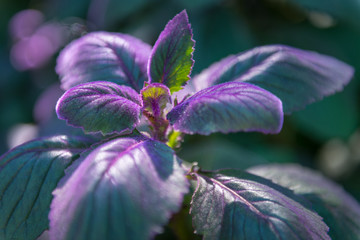 Hawaiian Plants