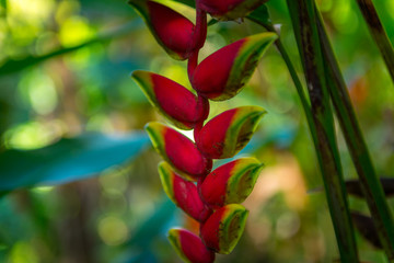 Hawaiian Plants