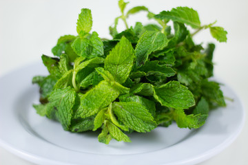 Bundle of Mint