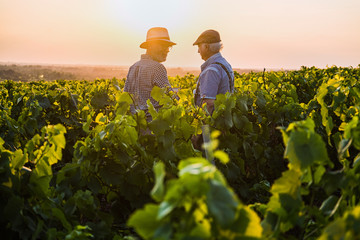 Two French winegrowers in their vines at sunset