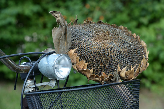 Vita agreste -  Helianthus annuus L., 1753 infiorescenza raccolta