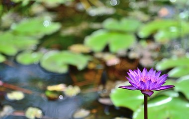 purple lotus on lotus leaf background