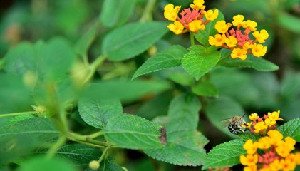 insect bee on yellow flowers