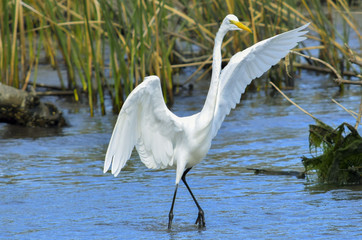 great white egret in the water