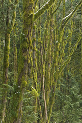 Moss covered trees in a mixed forest, near Squamish, British Columbia, Canada.