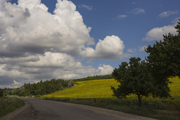 Clouds over a field with a sunflower.