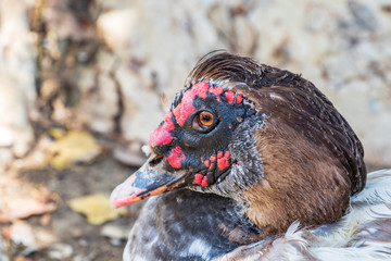 Muscovy Duck - Cairina moschata