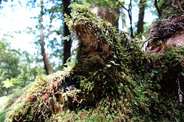 屋久島　森