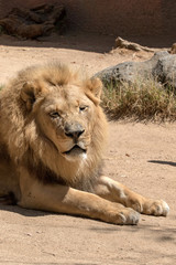 African Lion - Panthera leo - Male