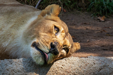 African Lion - Panthera leo - Female