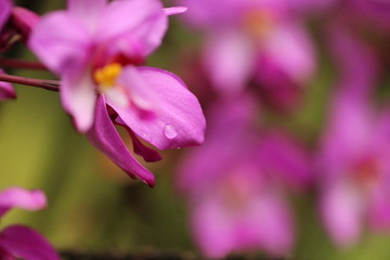 pink flower in garden