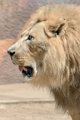 Obraz premium African Lion - Panthera leo - Male