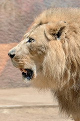 African Lion - Panthera leo - Male