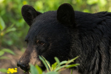 Fototapeta premium Close up on Face of Black Bear