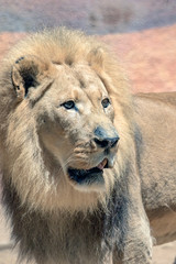African Lion - Panthera leo - Male