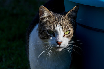 Domestic Cat - Felis silvestris catus or Felis catus