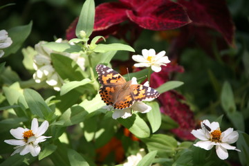 butter fly on flower
