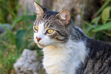 Naklejka na ściany i meble Domestic Cat - Felis silvestris catus or Felis catus