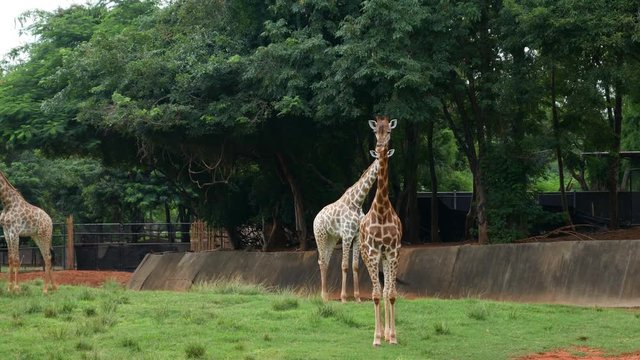 4k video of giraffe resting in a nature