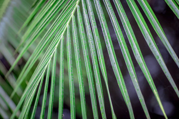 Fototapeta na wymiar Closeup nature view of green leaf. Natural green plants landscape using as a background or wallpaper(There is water on the leaves, beautiful in nature)