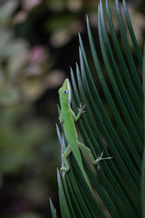 Green Anole on Sago Palm Leaf
