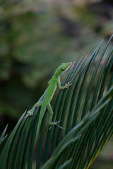 Green Anole on Sago Palm Leaf