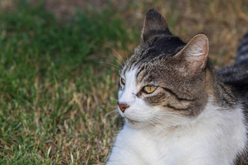 Obraz premium Domestic Cat - Felis silvestris catus or Felis catus