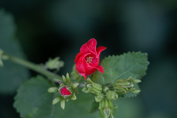 Fototapeta premium Turk's Cap Flower