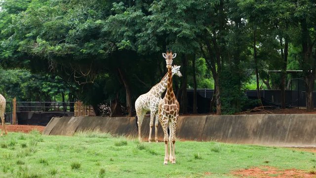 4k video of giraffe resting in a nature