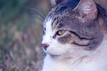 Domestic Cat - Felis silvestris catus or Felis catus