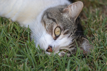 Domestic Cat - Felis silvestris catus or Felis catus