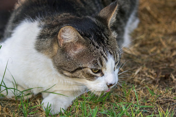 Domestic Cat - Felis silvestris catus or Felis catus
