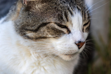 Domestic Cat - Felis silvestris catus or Felis catus