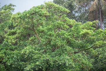 Closeup nature view of green leaf. Natural green plants landscape using as a background or wallpaper(There is water on the leaves, beautiful in nature)