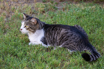 Domestic Cat - Felis silvestris catus or Felis catus