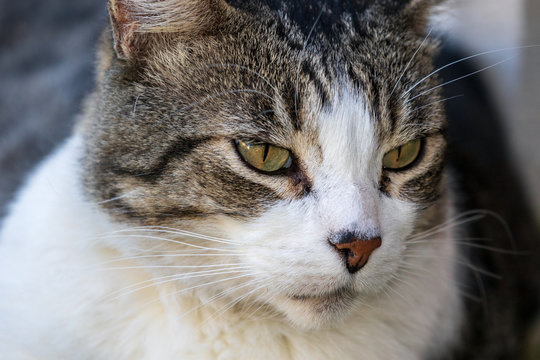 Domestic Cat - Felis silvestris catus or Felis catus