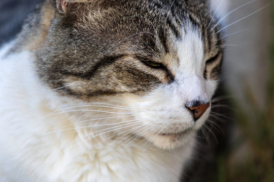 Domestic Cat - Felis silvestris catus or Felis catus
