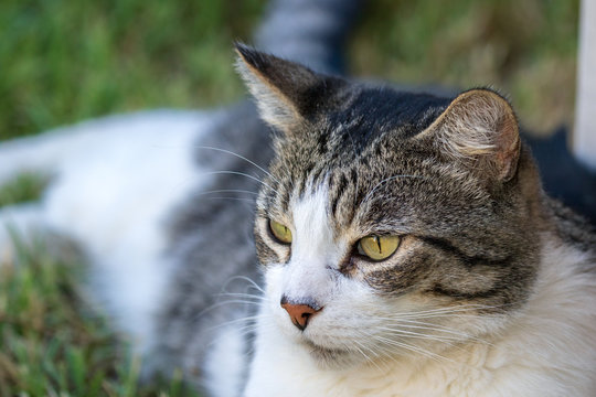 Domestic Cat - Felis silvestris catus or Felis catus
