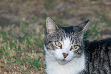 Domestic Cat - Felis silvestris catus or Felis catus