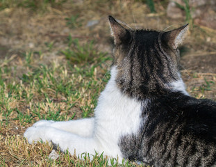 Domestic Cat - Felis silvestris catus or Felis catus