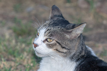 Domestic Cat - Felis silvestris catus or Felis catus