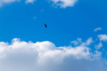 black bird in the blue sky flies far among the clouds
