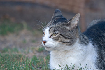 Domestic Cat - Felis silvestris catus or Felis catus