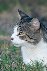 Domestic Cat - Felis silvestris catus or Felis catus