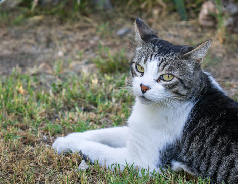 Domestic Cat - Felis silvestris catus or Felis catus