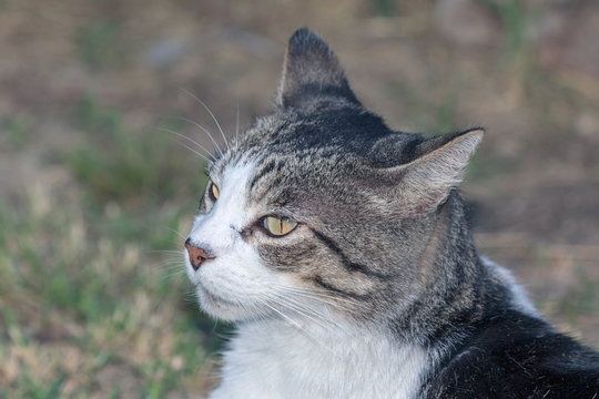Domestic Cat - Felis silvestris catus or Felis catus