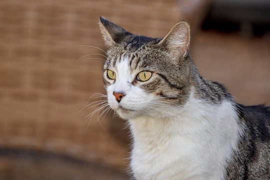 Domestic Cat - Felis silvestris catus or Felis catus
