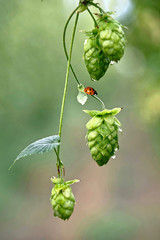 Hop vine with seeds cones and lady bug. Organic fresh farm produce.  Beer ingredients. Hop yard in Chilliwack near Vancouver. British Columbia. Canada.