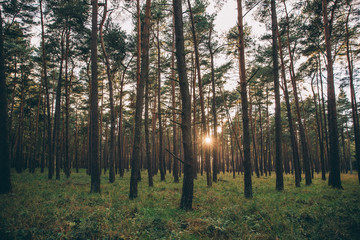 Spazieren im Wald, Waldweg im Tannenwald dunkelgrün, Nationalpark Harz,	